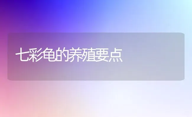 七彩龟的养殖要点 | 养殖知识