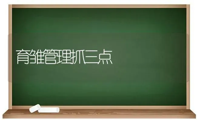 育雏管理抓三点 | 养殖知识