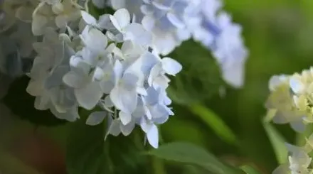 绣球花怎么剪枝才能开花,绣球花的修剪的方法？