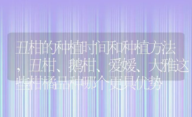 丑柑的种植时间和种植方法,丑柑、鹅柑、爱嫒、大雅这些柑橘品种哪个更具优势 | 养殖学堂