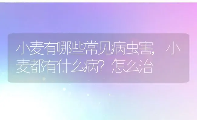 小麦有哪些常见病虫害,小麦都有什么病？怎么治 | 养殖学堂