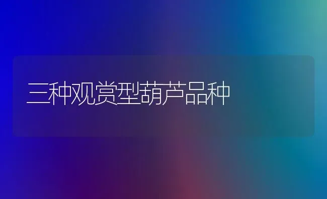 三种观赏型葫芦品种 | 养殖技术大全