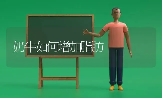 奶牛如何增加脂肪 | 养殖知识