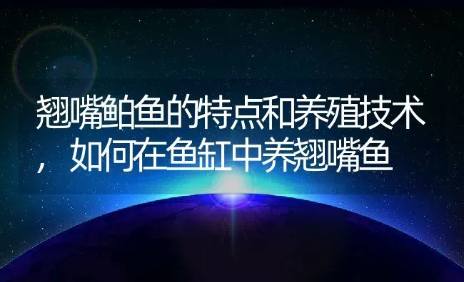 翘嘴鲌鱼的特点和养殖技术,如何在鱼缸中养翘嘴鱼 | 养殖学堂