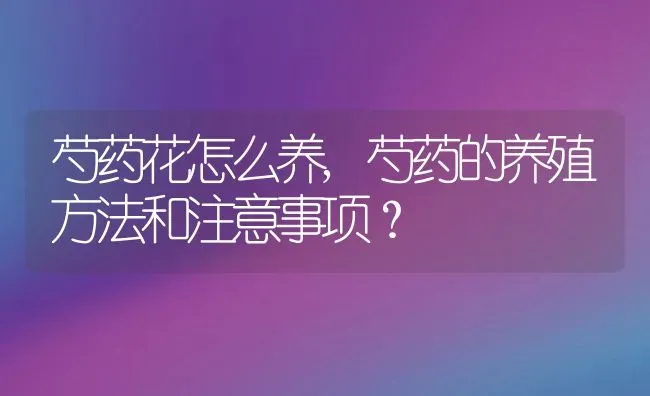 芍药花怎么养,芍药的养殖方法和注意事项？ | 养殖科普