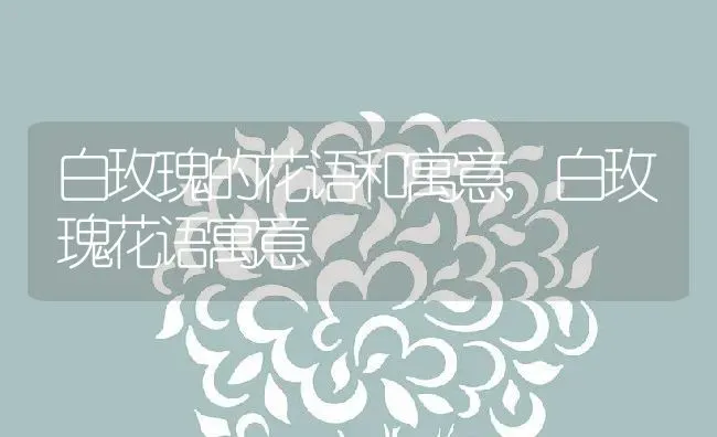 白玫瑰的花语和寓意,白玫瑰花语寓意 | 养殖学堂