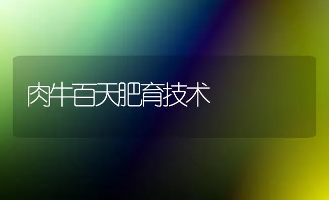 肉牛百天肥育技术 | 养殖技术大全