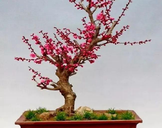 盆栽梅花怎么养,盆栽梅花应该怎么养？