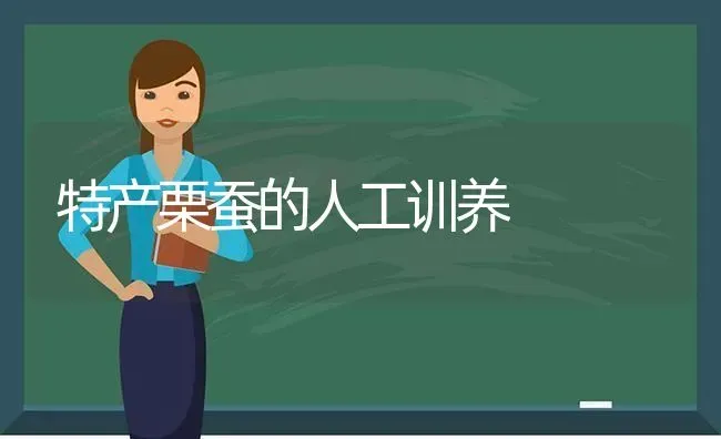 特产栗蚕的人工训养 | 养殖知识