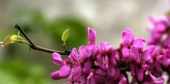 紫荆花盆栽注意什么 | 实用知识