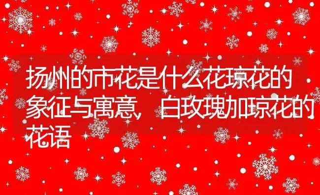 扬州的市花是什么花琼花的象征与寓意,白玫瑰加琼花的花语 | 养殖学堂