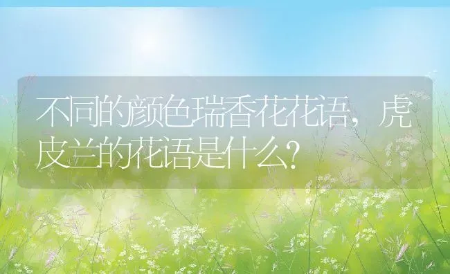 不同的颜色瑞香花花语,虎皮兰的花语是什么？ | 养殖科普