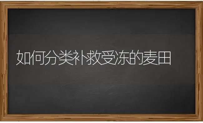 如何分类补救受冻的麦田 | 养殖技术大全