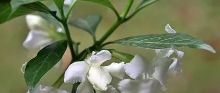 狗牙花有毒吗,单瓣狗牙花介绍？