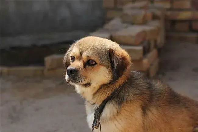 中华田园犬的优缺点,中华田园犬五大缺点？