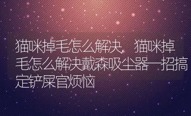 猫咪掉毛怎么解决,猫咪掉毛怎么解决戴森吸尘器一招搞定铲屎官烦恼 | 养殖科普