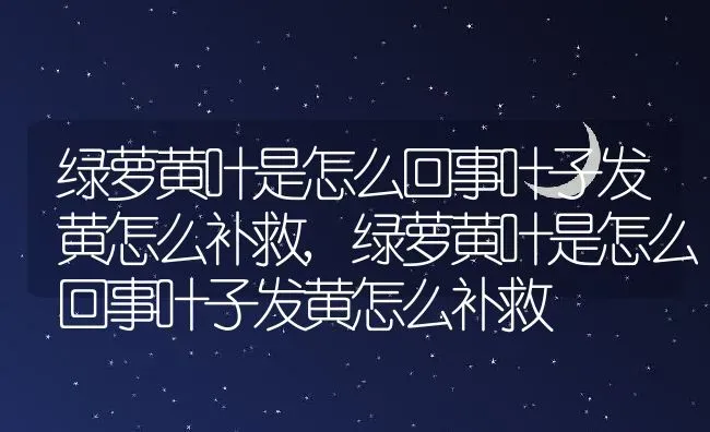 绿萝黄叶是怎么回事叶子发黄怎么补救,绿萝黄叶是怎么回事叶子发黄怎么补救 | 养殖科普