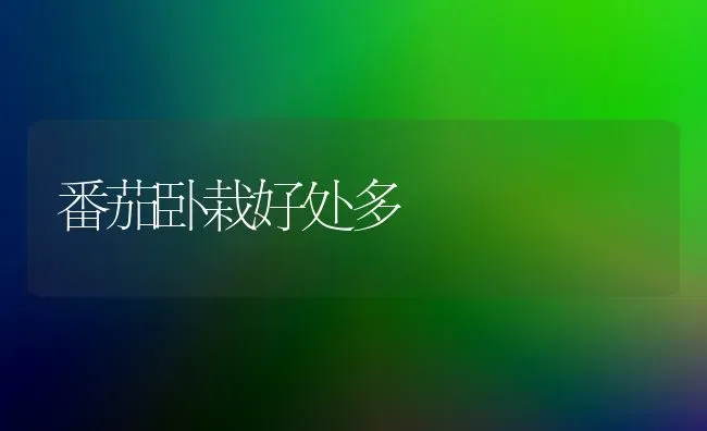 番茄卧栽好处多 | 养殖技术大全