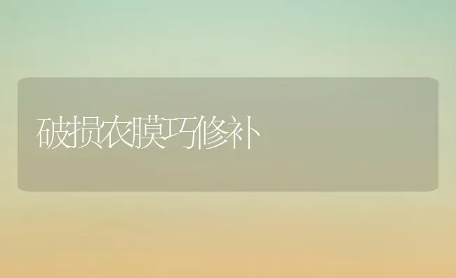 破损农膜巧修补 | 养殖知识