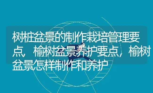 树桩盆景的制作栽培管理要点,榆树盆景养护要点，榆树盆景怎样制作和养护 | 养殖学堂