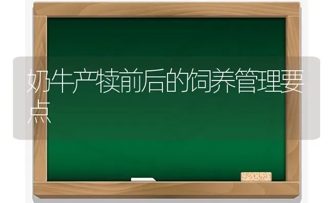 奶牛产犊前后的饲养管理要点 | 养殖知识