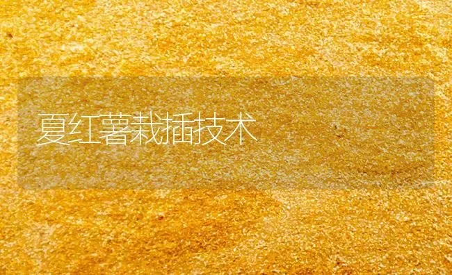 夏红薯栽插技术 | 养殖技术大全