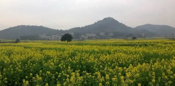 油菜产量低主要是这几大原因，种植户务必要知道！ | 常识大全