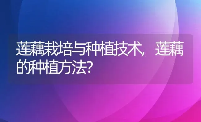 莲藕栽培与种植技术,莲藕的种植方法？ | 养殖科普