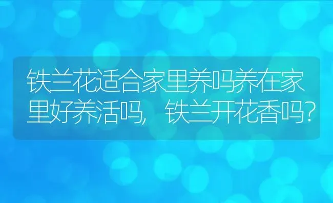 铁兰花适合家里养吗养在家里好养活吗,铁兰开花香吗？ | 养殖科普