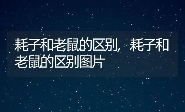 耗子和老鼠的区别,耗子和老鼠的区别图片 | 养殖资料