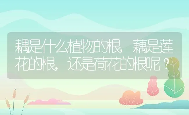 耦是什么植物的根,藕是莲花的根，还是荷花的根呢？ | 养殖科普
