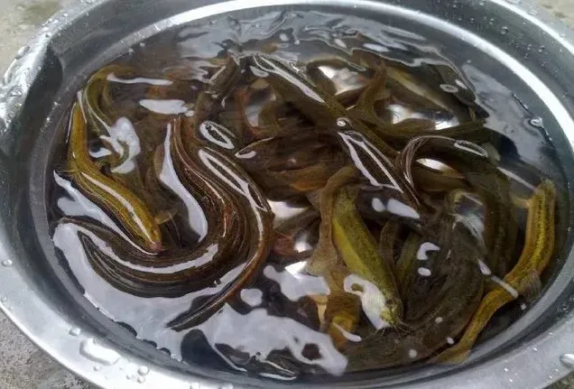 什么人不能吃泥鳅 | 生活常识