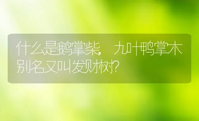 什么是鹅掌柴,九叶鸭掌木别名又叫发财树？ | 养殖科普