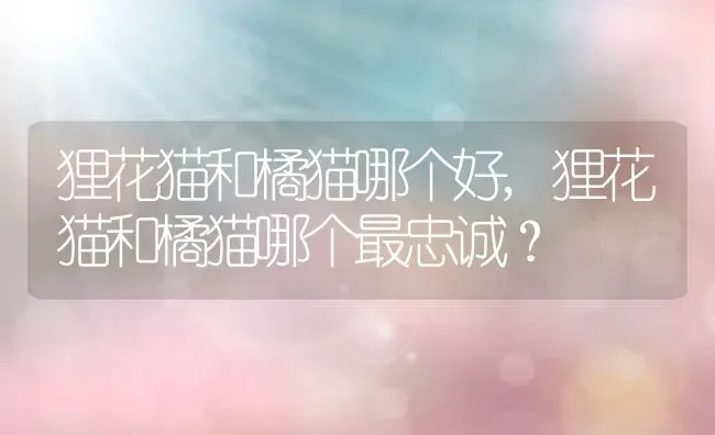 狸花猫和橘猫哪个好,狸花猫和橘猫哪个最忠诚？ | 养殖学堂