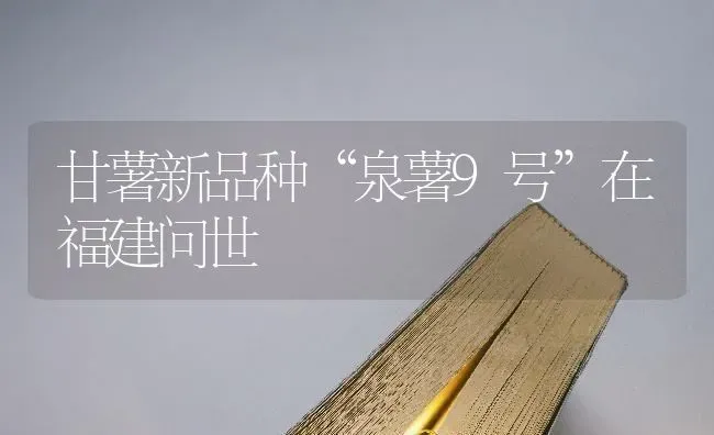 甘薯新品种“泉薯9号”在福建问世 | 养殖知识