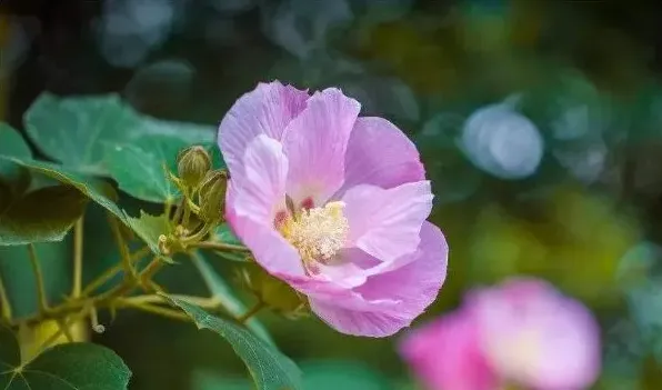 小木槿移盆后黄叶 | 生活妙招