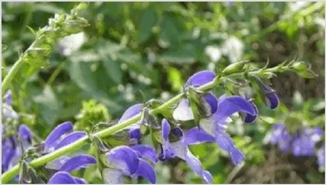 2019丹参的种植前景好吗？ | 妙招大全