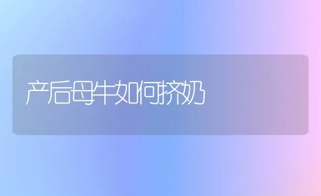 产后母牛如何挤奶 | 养殖技术大全