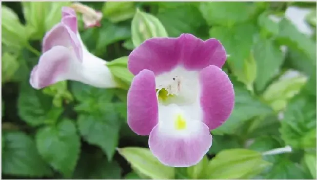 夏堇种植的注意事项 | 生活常识