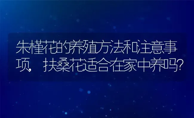 朱槿花的养殖方法和注意事项,扶桑花适合在家中养吗？ | 养殖科普