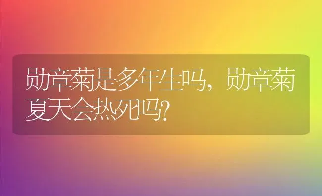 勋章菊是多年生吗,勋章菊夏天会热死吗？ | 养殖科普