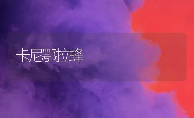 卡尼鄂拉蜂 | 养殖技术大全