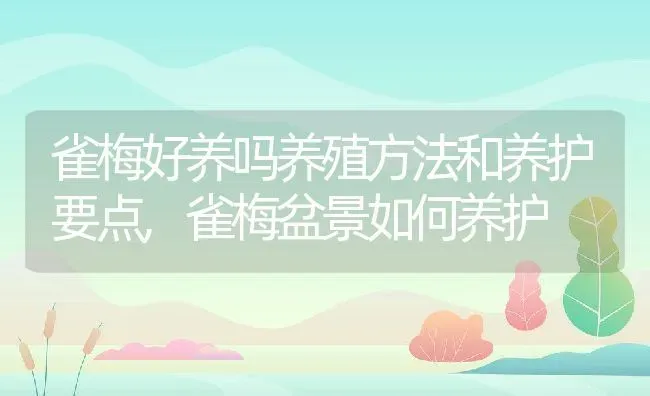 雀梅好养吗养殖方法和养护要点,雀梅盆景如何养护 | 养殖学堂