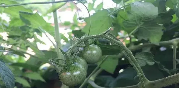 早春番茄种植注意事项 | 农广天地