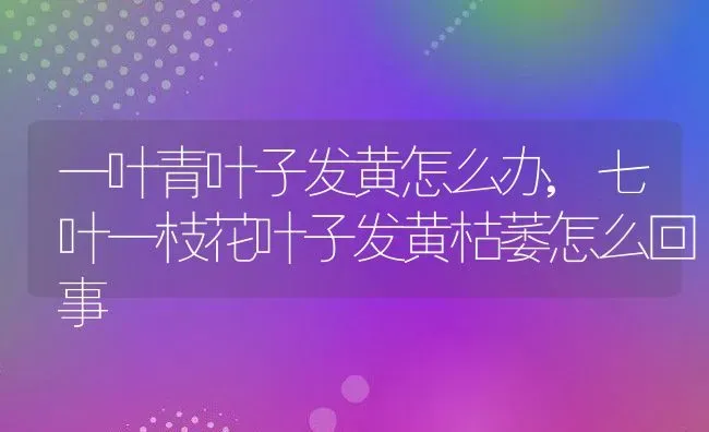 一叶青叶子发黄怎么办,七叶一枝花叶子发黄枯萎怎么回事 | 养殖学堂