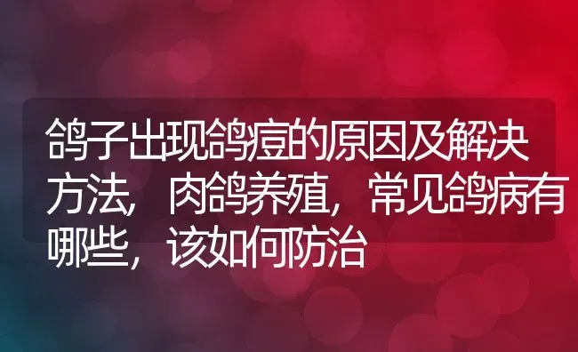 鸽子出现鸽痘的原因及解决方法,肉鸽养殖，常见鸽病有哪些，该如何防治 | 养殖学堂