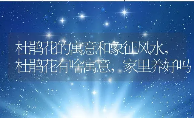 杜鹃花的寓意和象征风水,杜鹃花有啥寓意,家里养好吗 | 养殖学堂