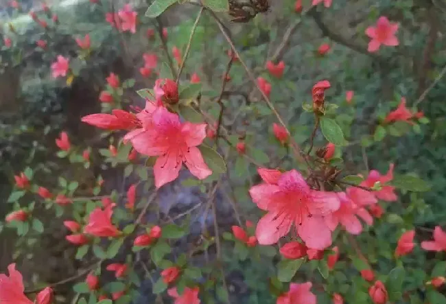 十大吉祥花是什么花,上古十大吉祥花的别名？