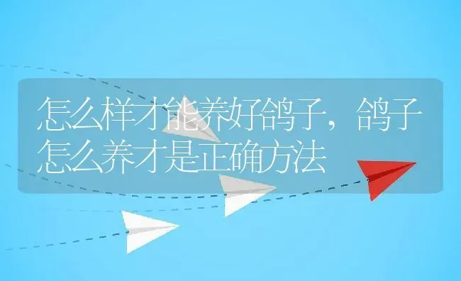 怎么样才能养好鸽子,鸽子怎么养才是正确方法 | 养殖学堂