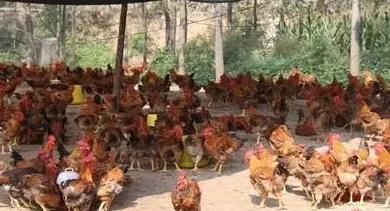 如何养殖,如何养殖鸡？